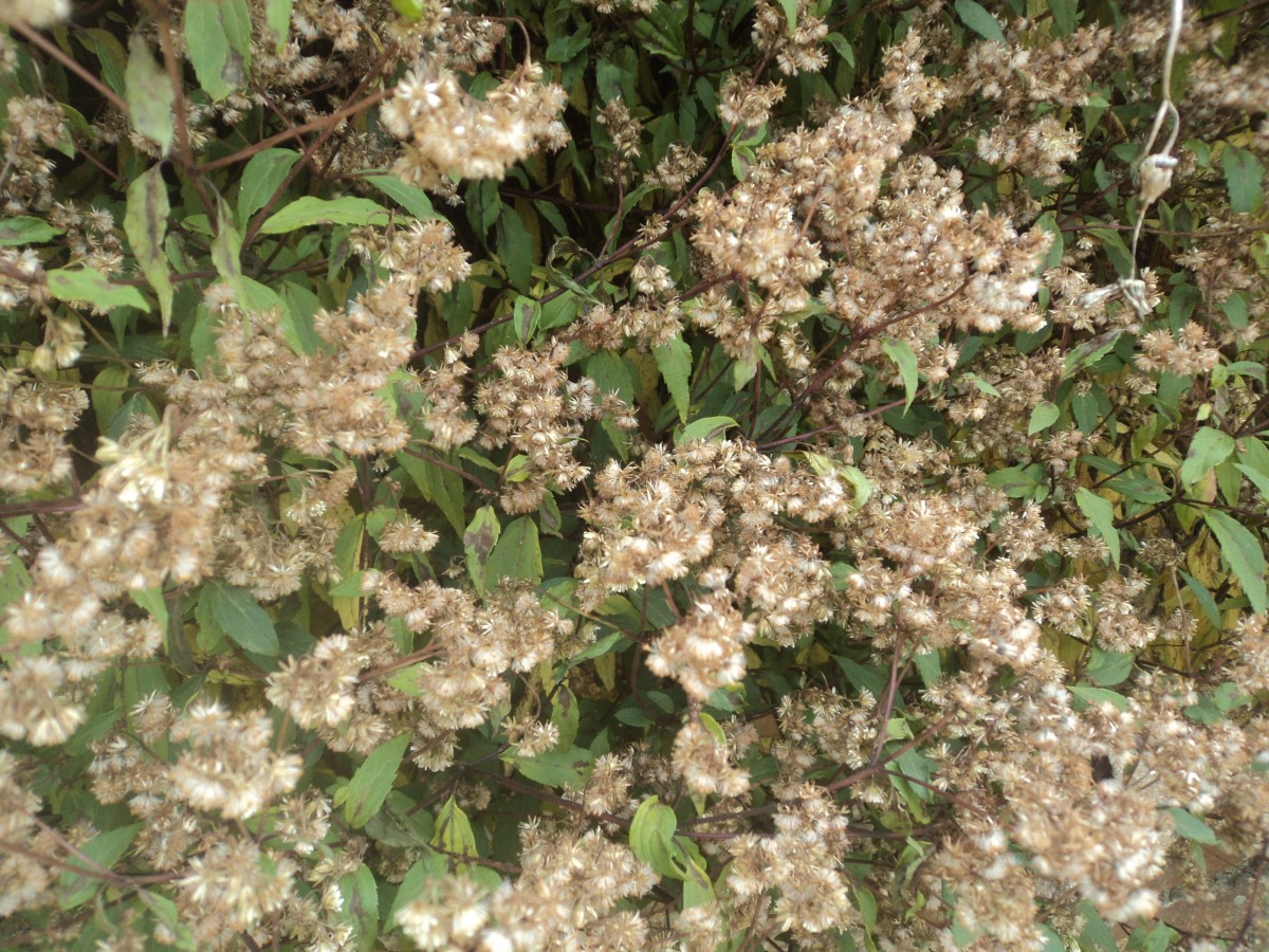 Ageratina riparia (Regel) R.M.King & H.Rob.